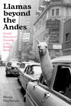 Llamas beyond the Andes